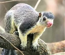 Srivilliputhur Grizzled Squirrel Wildlife Sanctuary Tamil Nadu