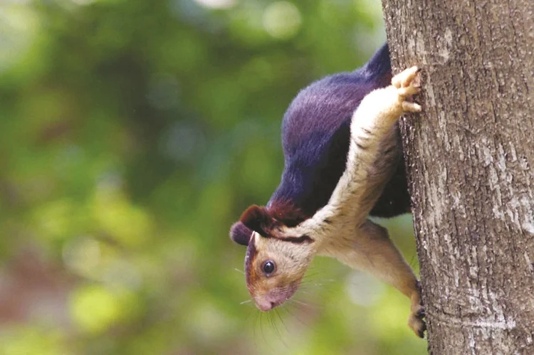Srivilliputhur Grizzled Squirrel Wildlife Sanctuary Tamil Nadu