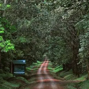 Srivilliputhur Grizzled Squirrel Wildlife Sanctuary Tamil Nadu