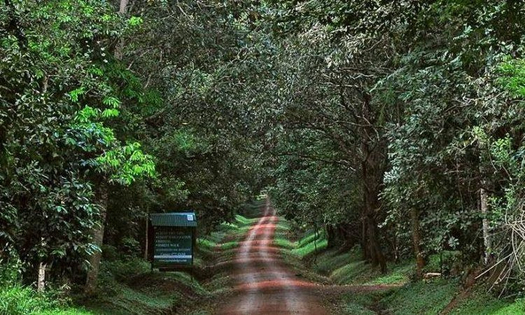 Srivilliputhur Grizzled Squirrel Wildlife Sanctuary Tamil Nadu