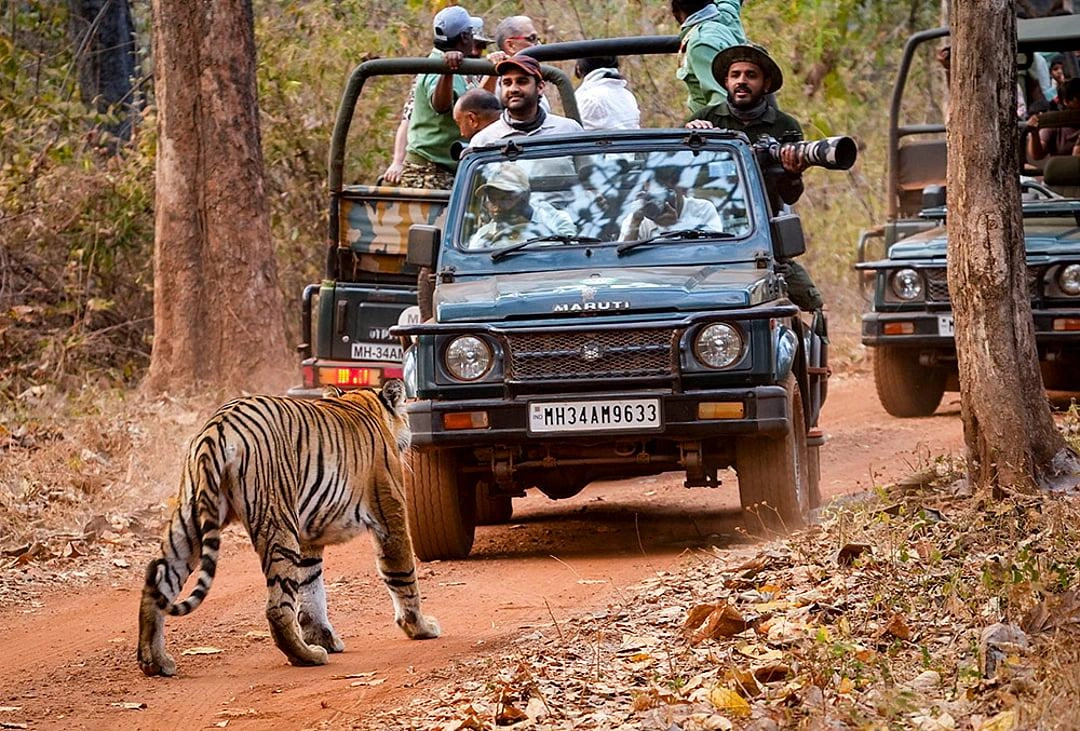 Tadoba National Park - Image 2