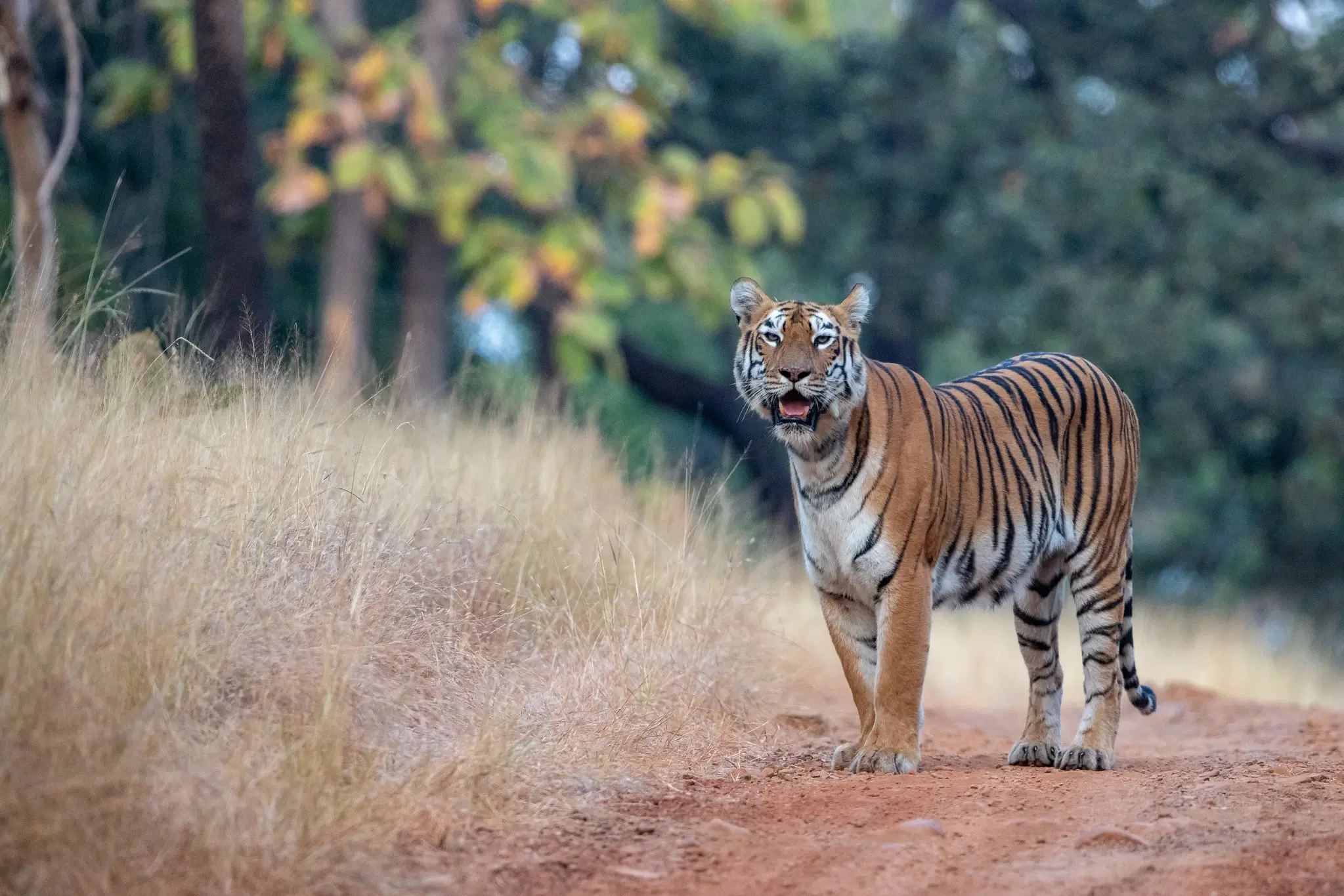 Tadoba National Park - Image 3