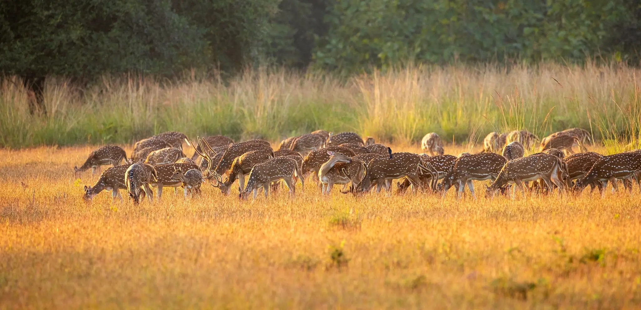 Tadoba National Park - Image 4