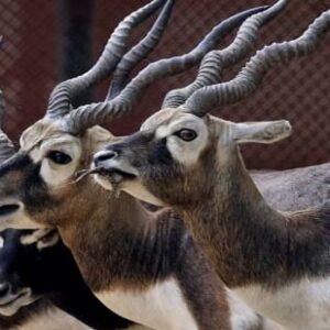 Vallanadu Wildlife Sanctuary