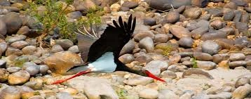 Nameri National Park - Image 2