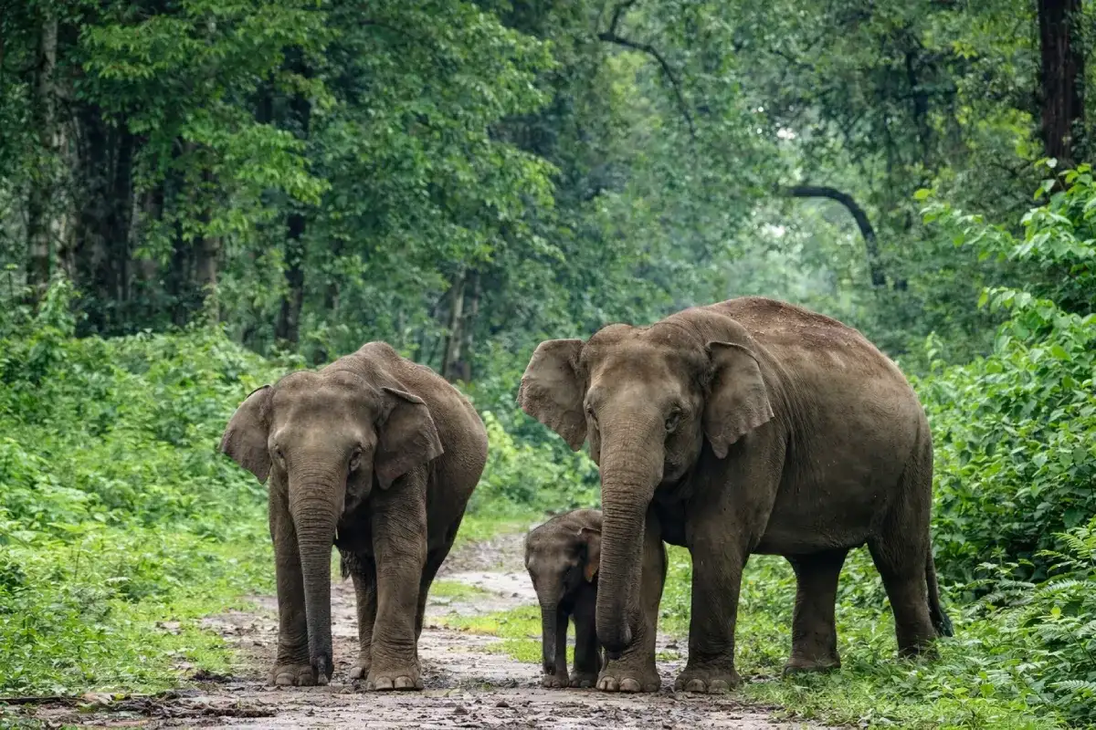 Nameri National Park - Image 4